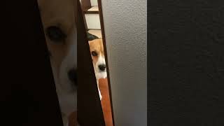 ストーカー犬にトイレの出待ちをされた‼️#ビーグル #beagle #ビーグル犬