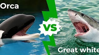 🦈 Great White Shark vs 🐋 Killer Whale – Who Is the Real 👑 King of the Ocean?