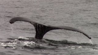 6.24.15 Humpback Whales ‪#‎Monterey‬ ‪#‎BigBlueLive‬  ‪#WhaleWatching