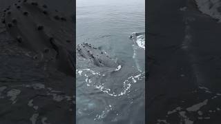 What happens when a whale sneezes!?