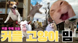 [커플공감] 고양이 밈 모음