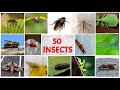 50 Name of Insects in English with pictures