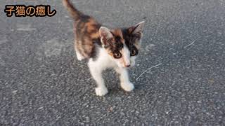 【子猫】元気いっぱいの子猫を追跡してみた結果？？