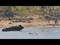 All out Kruger battle as buffalo fights lions and crocodile