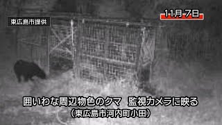 東広島市河内町でクマが囲いわな周辺物色