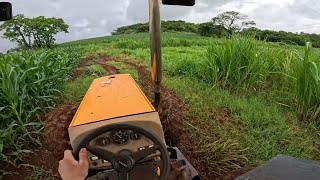 Cortando capiaçu pra tratar das vaca depois de 50mm de chuva |4K