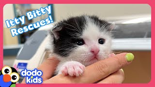 Itty Bitty Puppies and Kittens Need Homes! | Dodo Kids | Rescued!