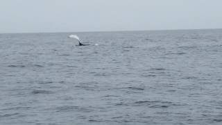 Whale Spotted while out with Rockfish Charters