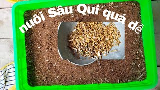 Nuôi Sâu Qui Tại Nhà Dễ Ẹt