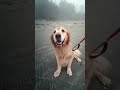 fuzzy on a foggy beach walk goldenretriever