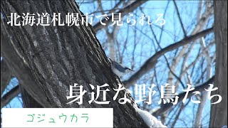 【Vlog】北海道札幌市で見られる身近な野鳥たち