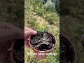 find and transplant tree saplings garden nature plants permaculture