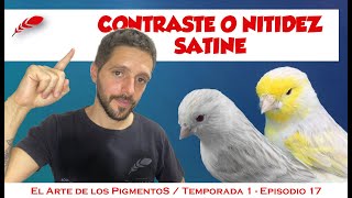 Canario satine, pigmentos, estándar, cruzamientos.