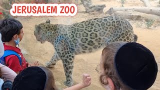 The Jerusalem Zoo 2021