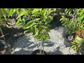 Sugar Apple Tree potted in Southern California