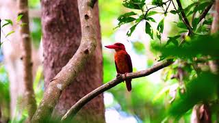 リュウキュウ　アカショウビン　Ruddy Kingfisher　宮古島