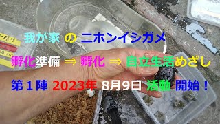 【カメチュンニホンイシガメ飼育記録】⇒孵化準備⇒孵化⇒自立生活をめざし、2023年８月９日午前に第１陣活動開始。困難はあるもしれないが、ほかのみんなもこれに続き、頑張って行こう。