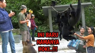 INI BARU HOKI, SEMUA SATWA PADA DATANG...