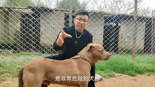 斗犬比特被狠心扎针，会不会暴怒咬主人