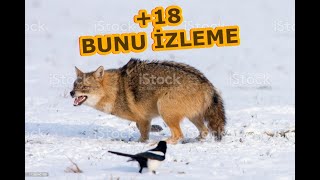 GECE ACIMASIZ ÇAKAL AVI. FENER AVI.jackal-hunting. Çakal kurt leopar avı.