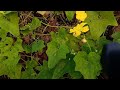 khet par early morning vlog torai ki kheti dhan ki kheti farming