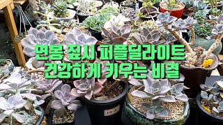 연봉 짚시 퍼플딜라이트 저는 이렇게 키웁니다