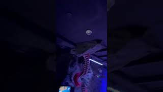 Underwater zoo ❤️💯❤️💯😍 #viral #travel #palmjumeirah #burjkhalifa #dubai#youtubeshorts #aquarium