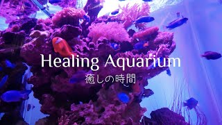 【海水魚水槽】癒しのマリンアクアリウム