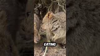 Discover Quokka  a very cute pet breed #animals #pets