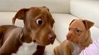 When Animals Get Dramatic: Hilarious Reactions🐶😹