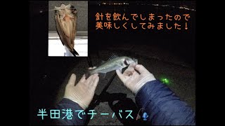 半田港で電気ウキシーバス釣り！からのセイゴを干物に