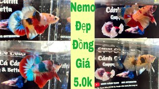 Lên Đợt ￼Cá Betta NEMO MUITICOLOR Đồng Giá 5.0k | Minh Cảnh Vlog