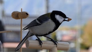 【4K】ピーナッツを美味しそうに食べるシジュウカラ 2