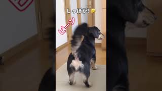 漫画のイヌに似てる⁈犬【ショート動画】