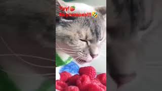 🍓Ягода#малина нас к себе манила! кот#естмалину  cat#eats #raspberries #respect😁👍