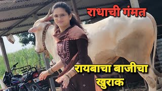 रायबाचा आणि बाजीचा खुराक 😍 राधाची गंमत | Bailgada Sharyat |