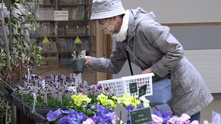 春植えてみて　パンジーの展示販売会　札幌・豊平公園緑のセンター