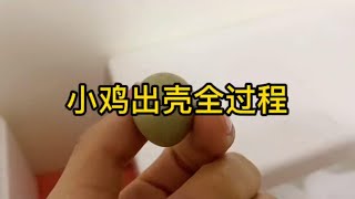 芦丁鸡：小鸡出壳的全过程，整个过程7分多种，出壳还是很快的，等他们慢慢长大