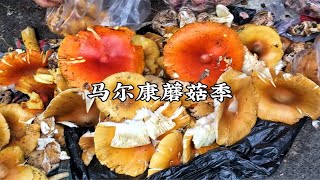 八月的马尔康不可错过！这是一座被野生蘑菇包围的“一线”城市，我在这里见到了一生中最多的蘑菇！松茸一堆一堆的，牛肝菌一大袋一大袋的，野生菌汤锅一家连着一家……