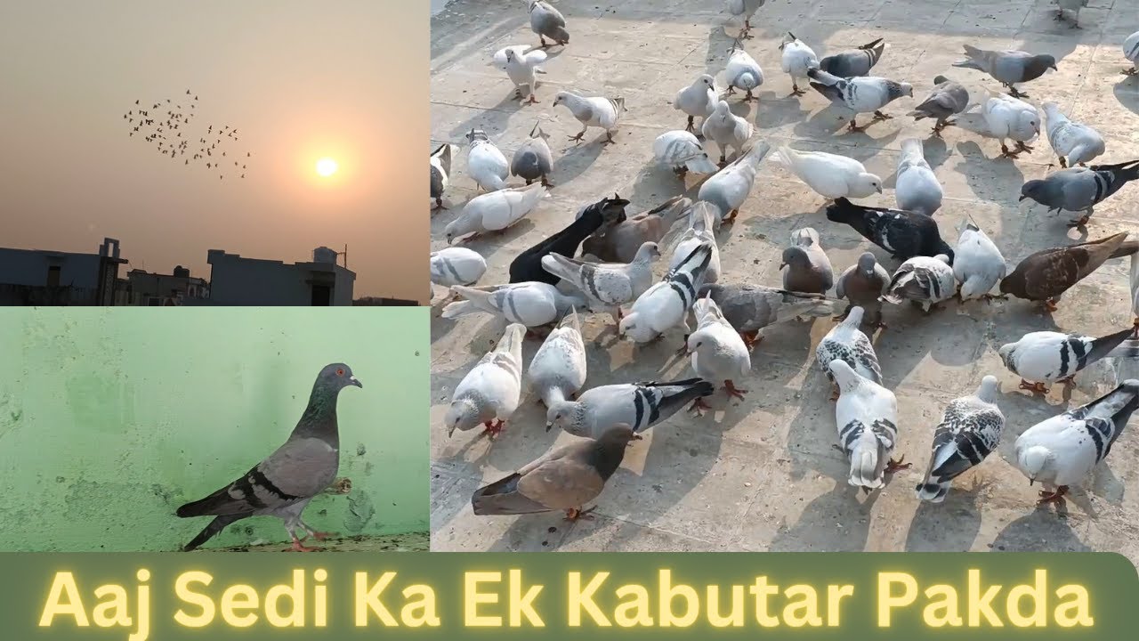 Aaj Sedi Ka Kabutar Pakda A S Pet World Youtube