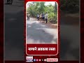 नागाने अडवला रस्ता  snake