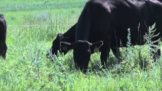 Mob Grazing with Richard Smith