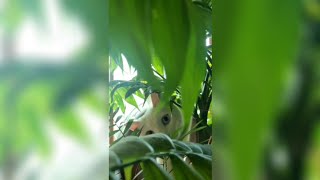 wild beast attacking potted plant🪴 _ 저희집에서 테이블야자 맹수를 담당하고 계십니다. #Shorts