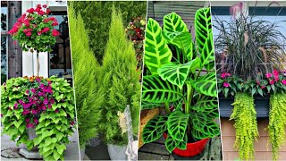 Las 10 PLANTAS VERDES ( Neón / Limón) que resaltan tu Jardín