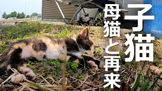 母猫と再会した子猫たちの反応が…