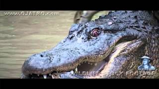 Python Fighting Alligator 0104 Stock Footage