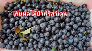 เก็บผลไม้ป่าสวีเดนฟรี บลูเบอรี่ Bluberry fruit