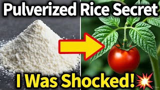 I Fed My Plants Pulverized Rice & The Results Broke My Garden