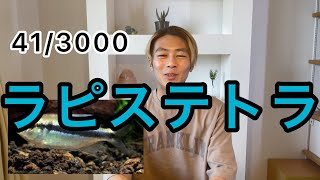 家族で見て生き物を学べる！熱帯魚ショップ店員レオが生き物を3000匹紹介！泡図鑑 #41 ラピステトラ Video dictionary Lapis tetra