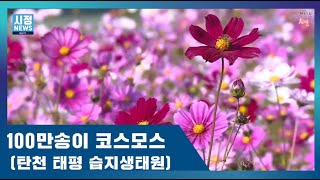 100만 송이 코스모스가 한들한들~실제로 보면 더 아름다워요~